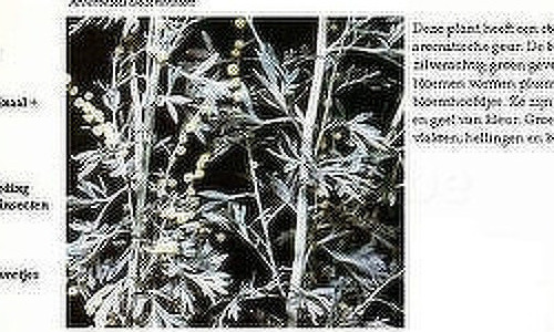 Genezende kruiden van Europa - 2/2