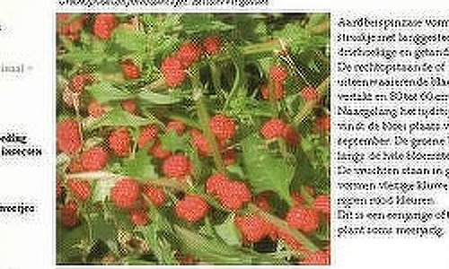 Kruiden en vergeten groenten