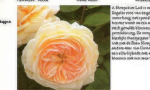 Rozen encyclopedie
