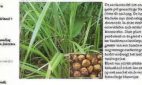 Geneeskruiden in groepen