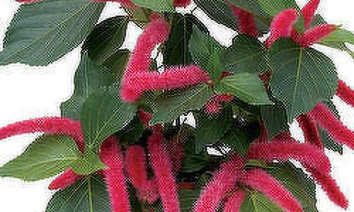 Kamerplanten encyclopedie